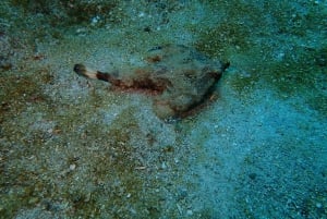 Cartagena: PADI DISCOVER SCUBA / MINICURSO DE BUCEO