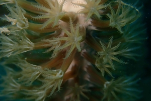 Cartagena: PADI DISCOVER SCUBA / MINICURSO DE BUCEO