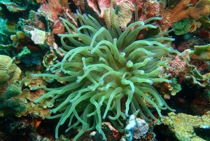 Cartagena: PADI DISCOVER SCUBA / MINICURSO DE BUCEO