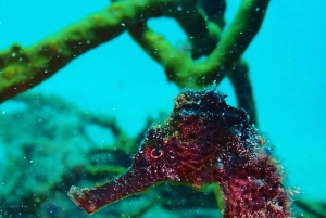 Cartagena: PADI DISCOVER SCUBA / MINICURSO DE BUCEO