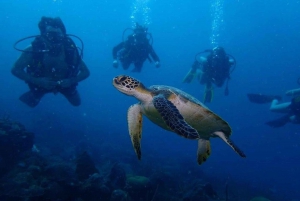 Cartagena: PADI Open Water Diver Course with Certification