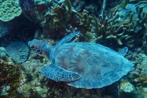 Cartagena: PADI Open Water Diver Course with Certification