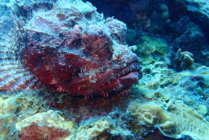 Cartagena: PADI Open Water Diver Course with Certification