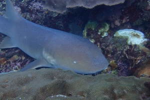 Cartagena: PADI Open Water Diver Course with Certification