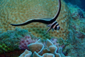 Cartagena: PADI Open Water Diver Course with Certification