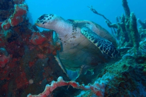 Cartagena: PADI Open Water Diver Course with Certification