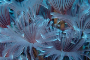 Cartagena: PADI Open Water Diver Course with Certification