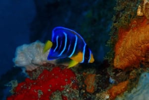 Cartagena: PADI Open Water Diver Course with Certification