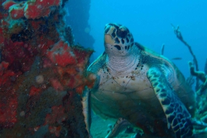 Cartagena: PADI Open Water Diver Course with Certification