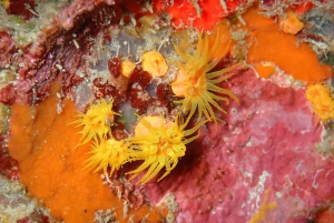 Cartagena: PADI Open Water Diver Course with Certification