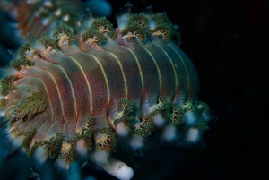 Cartagena: PADI Open Water Diver Course with Certification