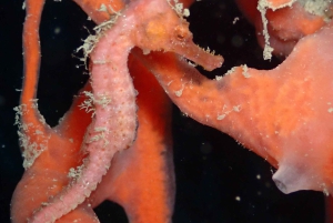 Cartagena: PADI Open Water Diver Course with Certification