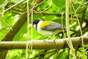 Cartagena: Tour privado de observación de aves con desayuno