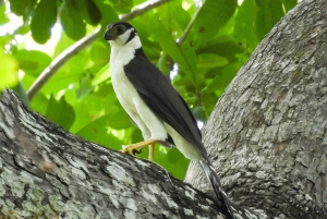 Cartagena: Private Bird-Watching Tour with Breakfast