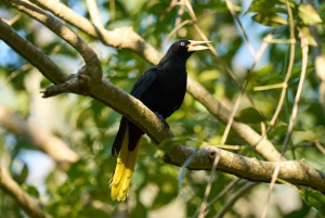 Cartagena: Private Bird-Watching Tour with Breakfast