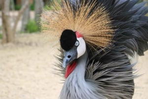 Carthagène : Transport privé et entrée à l'AVIAIRE NATIONAL