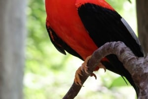 Carthagène : Transport privé et entrée à l'AVIAIRE NATIONAL