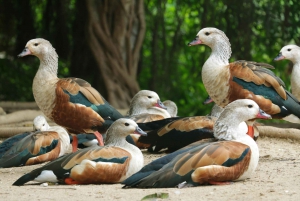 Carthagène : Transport privé et entrée à l'AVIAIRE NATIONAL