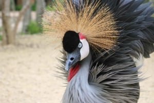 Cartagena: Trasporto privato e ingresso all'AVIARIO NAZIONALE