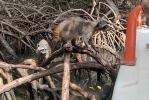 Cartagena: Isla Mapache +SNORKEL y Manglar +Foto y Almuerzo