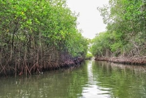 Cartagena: Raccoon Island Snorkel, Mangrove, Photos & Lunch