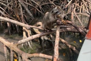 Cartagena: Isla Mapache +SNORKEL y Manglar +Foto y Almuerzo