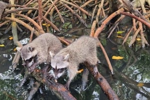 Cartagena: Snorkel en Isla Mapache, Manglar, Fotos y Almuerzo