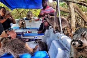 Cartagena: Snorkel en Isla Mapache, Manglar, Fotos y Almuerzo