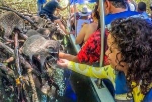 Cartagena: Snorkel en Isla Mapache, Manglar, Fotos y Almuerzo