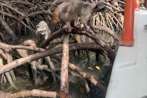 Cartagena: Snorkel en Isla Mapache, Manglar, Fotos y Almuerzo