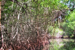Cartagena: Rosario Island and Mangroves Private Day Trip