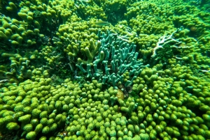 Картахена: частная однодневная поездка на остров Росарио и мангровые леса