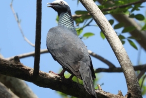 Картахена: частная однодневная поездка на остров Росарио и мангровые леса
