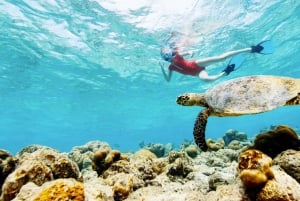 Cartagena: Rosario Oceanarium, Snorkel & Swim with Dolphins
