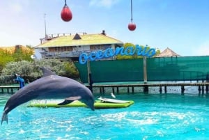 Cartagena: Rosario Oceanarium, Snorkel & Swim with Dolphins