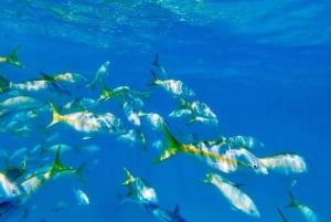 Cartagena: Rosario Oceanarium, Snorkel & Swim with Dolphins