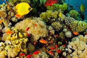 Cartagena: Rosario Oceanarium, Snorkel & Swim with Dolphins