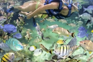 Cartagena: Rosario Oceanarium, Snorkel & Swim with Dolphins