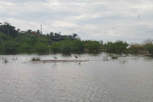 Cartagena: Sail in the mangroves of Cartagena