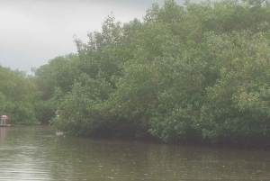 Cartagena: Sail in the mangroves of Cartagena