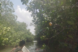 Cartagena: Sail in the mangroves of Cartagena
