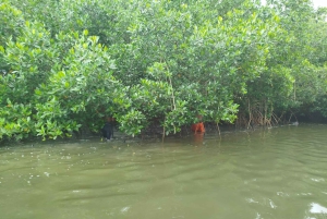 Cartagena: Sail in the mangroves of Cartagena