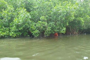 Cartagena: Sail in the mangroves of Cartagena