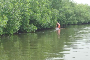 Cartagena: Sail in the mangroves of Cartagena