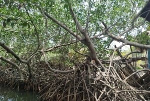 Cartagena: Navega nos manguezais de Cartagena