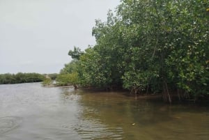Cartagena: Navega nos manguezais de Cartagena
