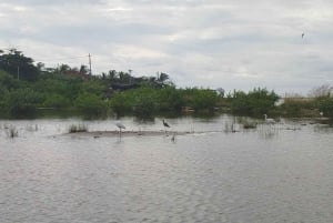 Cartagena: Navega nos manguezais de Cartagena