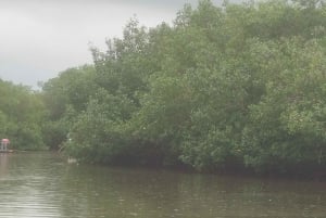 Cartagena: Navega nos manguezais de Cartagena