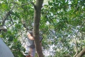 Cartagena: Navega nos manguezais de Cartagena