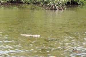 Cartagena: Navega nos manguezais de Cartagena